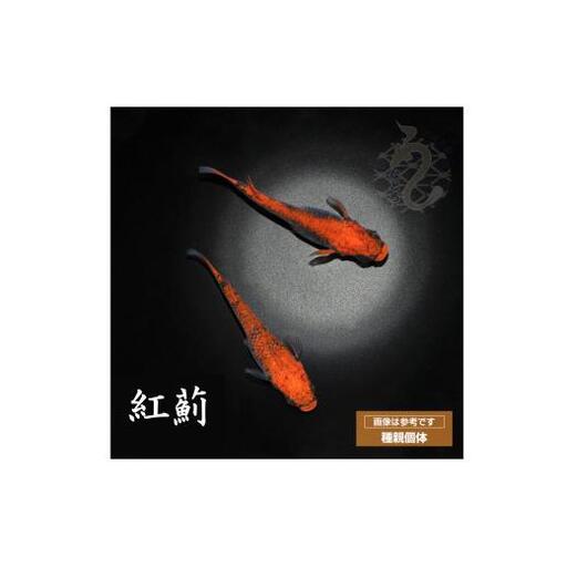 メダカ「紅薊」2ペア