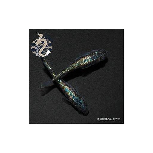 メダカ「ネプチューン」1ペア
