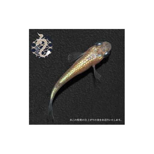 メダカ「ヒミツヘイキ」3ペア