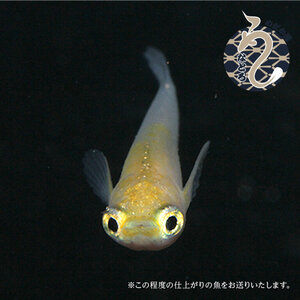 メダカ「ポニョ」1ペア
