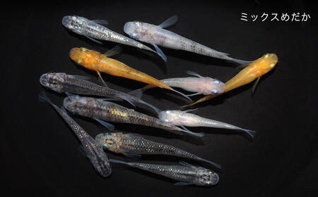 「ミックスめだかスターターキット」