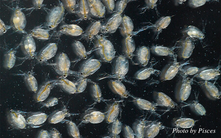 メダカ餌用「ミジンコ繁殖セット」