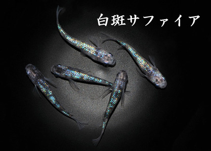 メダカ「白斑サファイア」1ペア