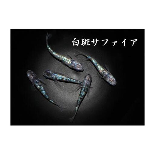 メダカ「白斑サファイア」3ペア