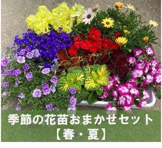 季節の花苗おまかせセット