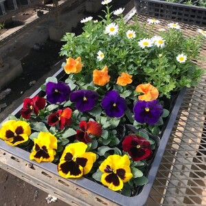 季節の花苗セット