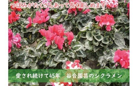 12月21日までの限定★ シクラメン(赤系 6号鉢)