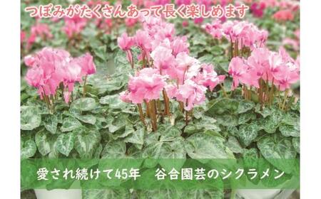 12月21日までの限定★ 芳香シクラメン(ファルバラローズ 6号鉢)