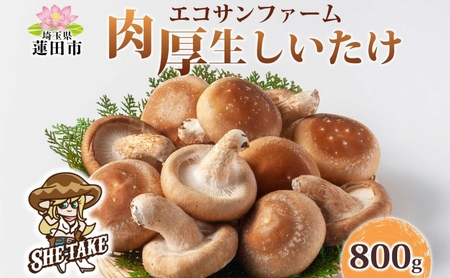 しいたけ800g (100g×8) 菌床 肉厚 生しいたけ ジューシー 小分け 食物繊維 国産 お取り寄せ グルメ こだわり しいたけ 椎茸 シイタケ きのこ ヘルシー エコサンファーム 送料無料 埼玉県 蓮田市