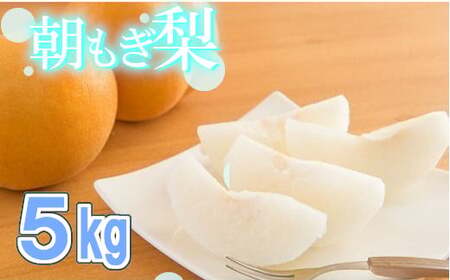 100年の歴史！！　アライファームの「朝もぎ梨」幸水・豊水・あきづき 約5kg　【11246-0064】