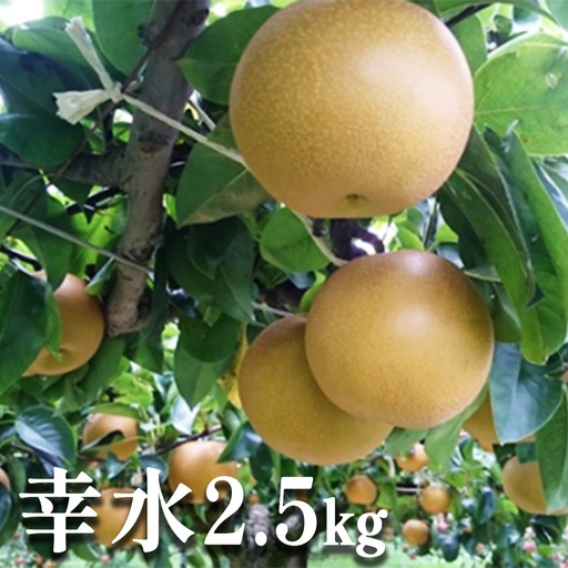 彩りファームの完熟梨 幸水 約2.5kg [11246-0149]