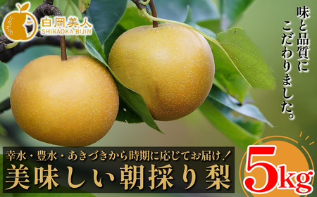 白岡　細田果樹園　味と品質こだわりの梨　5kg　【11246-0281】