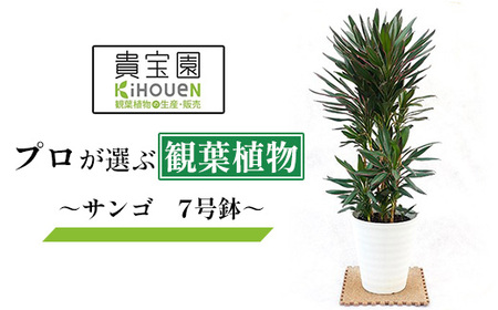 プロが選ぶ観葉植物 〜サンゴ 7号鉢〜 [11246-0368]
