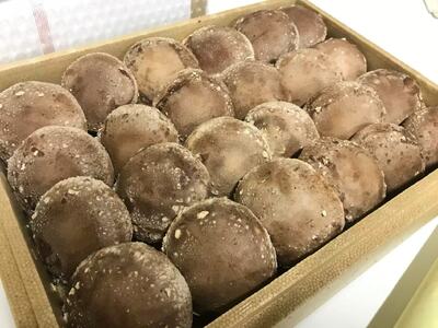 肉厚生しいたけ