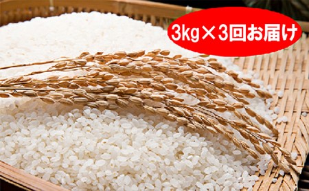 特別栽培米「彩のきずな」白米9kg(3kg×3回のお届け)