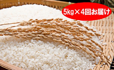 特別栽培米「彩のきずな」20kg(5kg×4回のお届け)