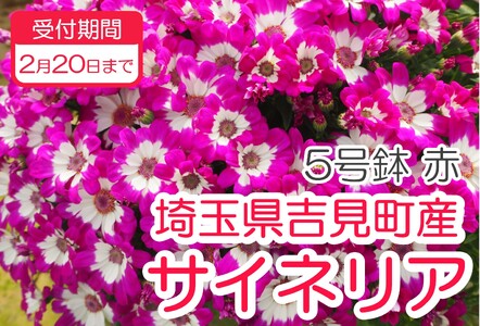 サイネリア 5号(15cm鉢) [赤]