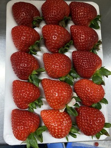 [数量限定]埼玉県限定いちご「あまりん」 1ホール(横瀬町・おきうね農園)