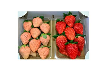 �y���ʌ���z�g���������E250g×2�p�b�N�u���܂��i�ԁj�v�Ɓu�W��i���j�v�i�������E�������˔_���j�b�C�`�S ������