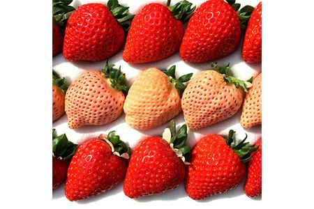 [数量限定]紅白いちご・1ホール「あまりん(赤)」と「淡雪(白)」(横瀬町・おきうね農園)