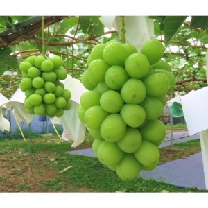 [2025年9月発送][厳選]シャインマスカット2kg[配送不可地域:離島]