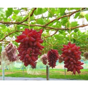 [2026年8月中旬以降発送][厳選]ちちぶ山ルビー(ぶどう) 2kg[配送不可地域:離島]