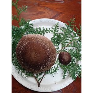 ɕő(傭ق)`ȗ̑傫Ȃ̂`yzsnFzy1538089z