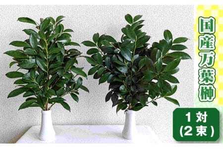 国産万葉榊 1対(2束)高さ約35cm 幅約15cm[豊かな自然に囲まれた埼玉県美里町で心を込めて育てた国産のヒ榊] [No.168]