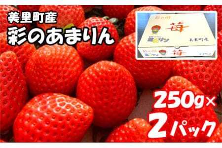 美里町産いちご[彩のあまりん](250g以上×2パック) [No.169]