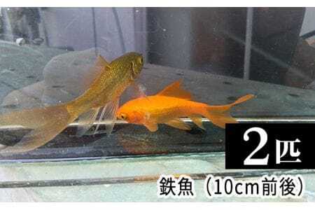 鉄魚 2匹(10cm前後) [No.206]