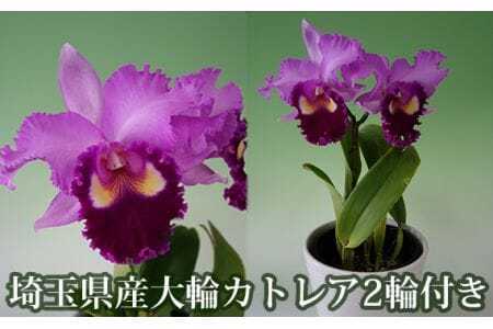 埼玉県産大輪カトレア2輪付き(ピンク系・化粧鉢入) [No.160]