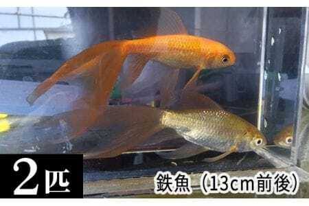 鉄魚 2匹(13cm前後) [No.209]