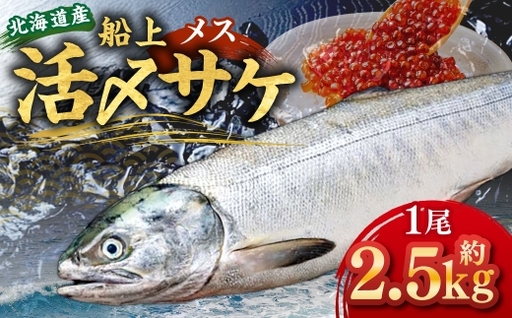 北海道産 船上活〆サケメス 約2.5kg [2026年9月上旬〜10月下旬まで発送予定] 鮭 イクラ 卵 活〆 塩焼き 冷凍 旬 魚 魚類 魚介 魚介類 食材 国産 サケ さけ フライ ムニエル サケフレーク 鮭フレーク