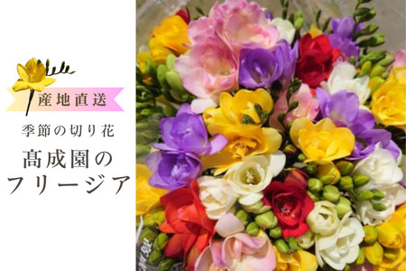 高成園 季節の切り花 フリージア[2026年3月下旬以降配送]産地直送 切花 生花 フラワー [0156]
