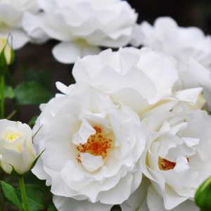 育てやすい次世代のバラ [グラシアール] 6号鉢植え品 [0184]