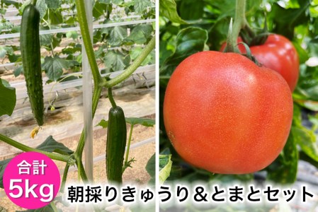 朝採りきゅうり&とまとセット|新鮮 産直 農家 直送 トマト キュウリ 野菜 埼玉 杉戸 [0205]