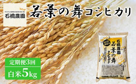 米 若葉の舞 コシヒカリ 白米5kg 定期便3回 こしひかり お米 白米 定期便 精米 千葉 千葉県 低温保存