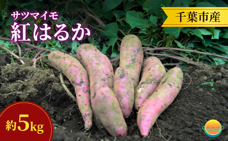 [先行受付]サツマイモ(紅はるか)約5kg 千葉市産/土付き無選別/未来につなぐ農業「つなぐファーム」/2025年12月上旬頃から順次発送