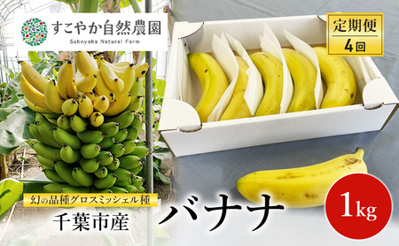 幻の品種 グロスミッシェル種 千葉市産 バナナ 1kg 定期便(4回)1月〜4月出荷 果物 フルーツ 千葉市