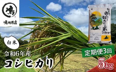 令和6年産 3ヶ月定期便 コシヒカリ 白米 5kg[ お米 粘りつやつや 甘み]