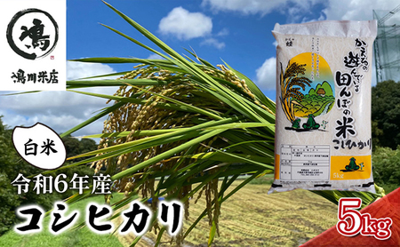 コシヒカリ 白米 5kg 令和6年産