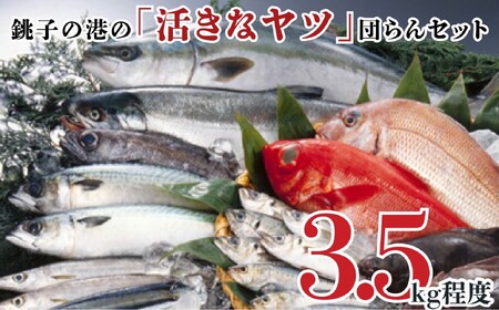 銚子の港の 「活きなヤツ」団らんセット 旬の魚 冷凍 鯛 金目鯛 ヒラメ 鰹 鯵 マグロ カレイ さんま 新鮮 銚子港 刺身 煮魚 千葉県 銚子市