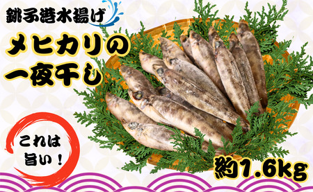 メヒカリ一夜干し 60尾 約1.6kg 銚子港水揚げ 冷凍 めひかり メヒカリ 目光 バラ凍結 無添加 干物 白身魚 焼魚 名物 一夜干し 天ぷら 唐揚げ 海鮮 新鮮 グルメ お取り寄せ 贈り物 人気 おかず おつまみ 酒の肴 朝食 夕食 千葉県 銚子市 シバショウ ひもの