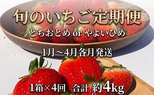 旬のいちご定期便 とちおとめ やよいひめ 4か月 毎月 約1000g [先行予約]