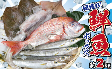 鮮魚ボックス おためしBOX 2kg 鮮魚セット 鮮魚 魚介 魚 刺身 刺し身 千葉県 銚子市 ふるさと納税 丸忠水産