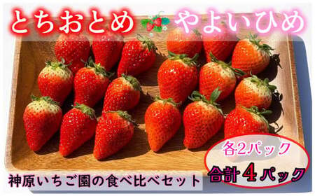 いちご 約1kg とちおとめ やよいひめ 2種類 食べ比べセット ( 250g × 4パック ) 千葉県 銚子市