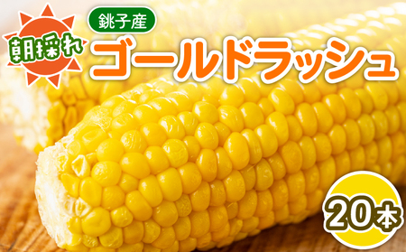 [先行予約 7月中旬~8月上旬発送予定]とうもろこし 20本 朝採り 旬 国産 産地直送 シーズン限定 冷蔵 銚子産 勘兵衛 トウモロコシ トウモロコシ トウモロコシ トウモロコシ トウモロコシ