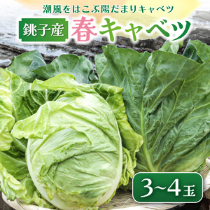 [先行予約] 春キャベツ 3〜4玉 キャベツ キャベツ キャベツ キャベツ キャベツ 小野商店