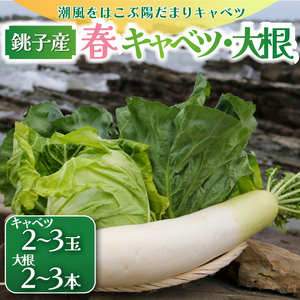 [先行予約] 春キャベツ 2〜3玉 大根 2〜3本 セット 大根 大根 大根 大根 大根 小野商店