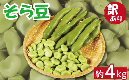[期間限定 5月上旬〜6月上旬発送予定]訳あり そら豆 朝採れ 約4kg そら豆 そら豆 そら豆 そら豆 そら豆 そら豆 孝農園